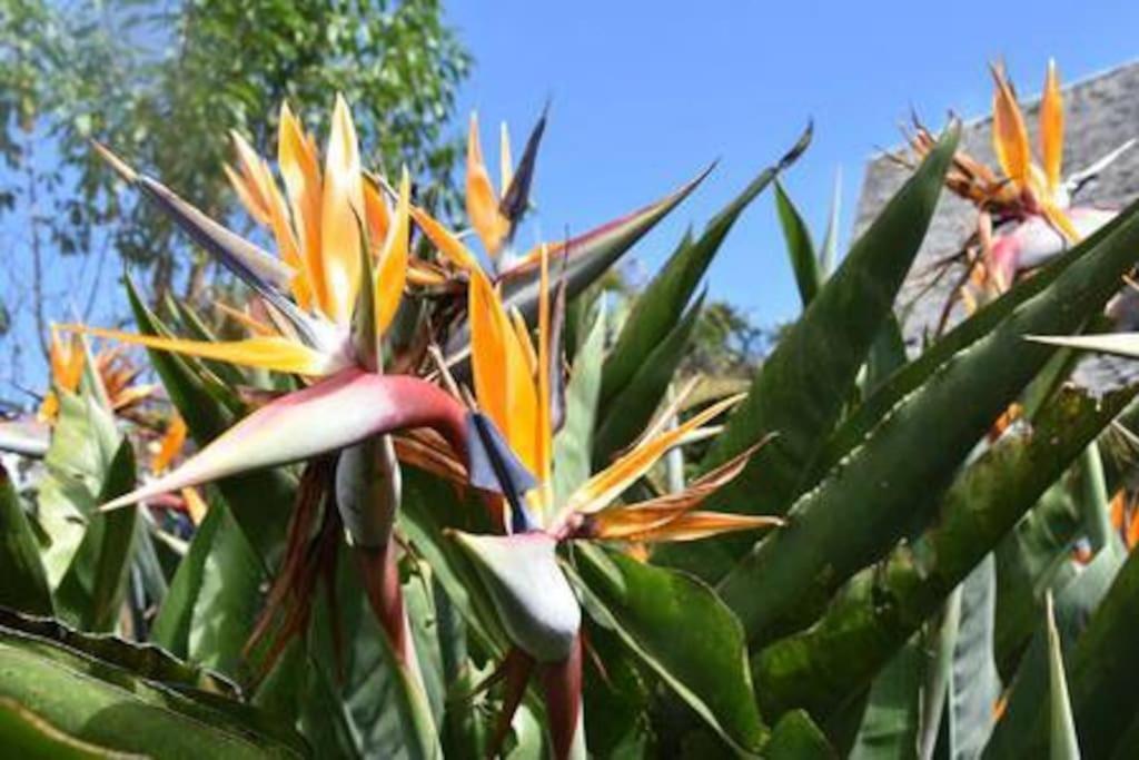 Апартаменты Le Strelitzia 2 Силао Экстерьер фото